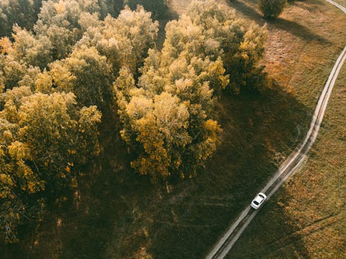 Imagine de stoc gratuită din arbori, automobil, călătorii rutiere