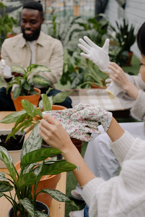 adam, aglaonema kar beyazı, Bahçe içeren Ücretsiz stok fotoğraf