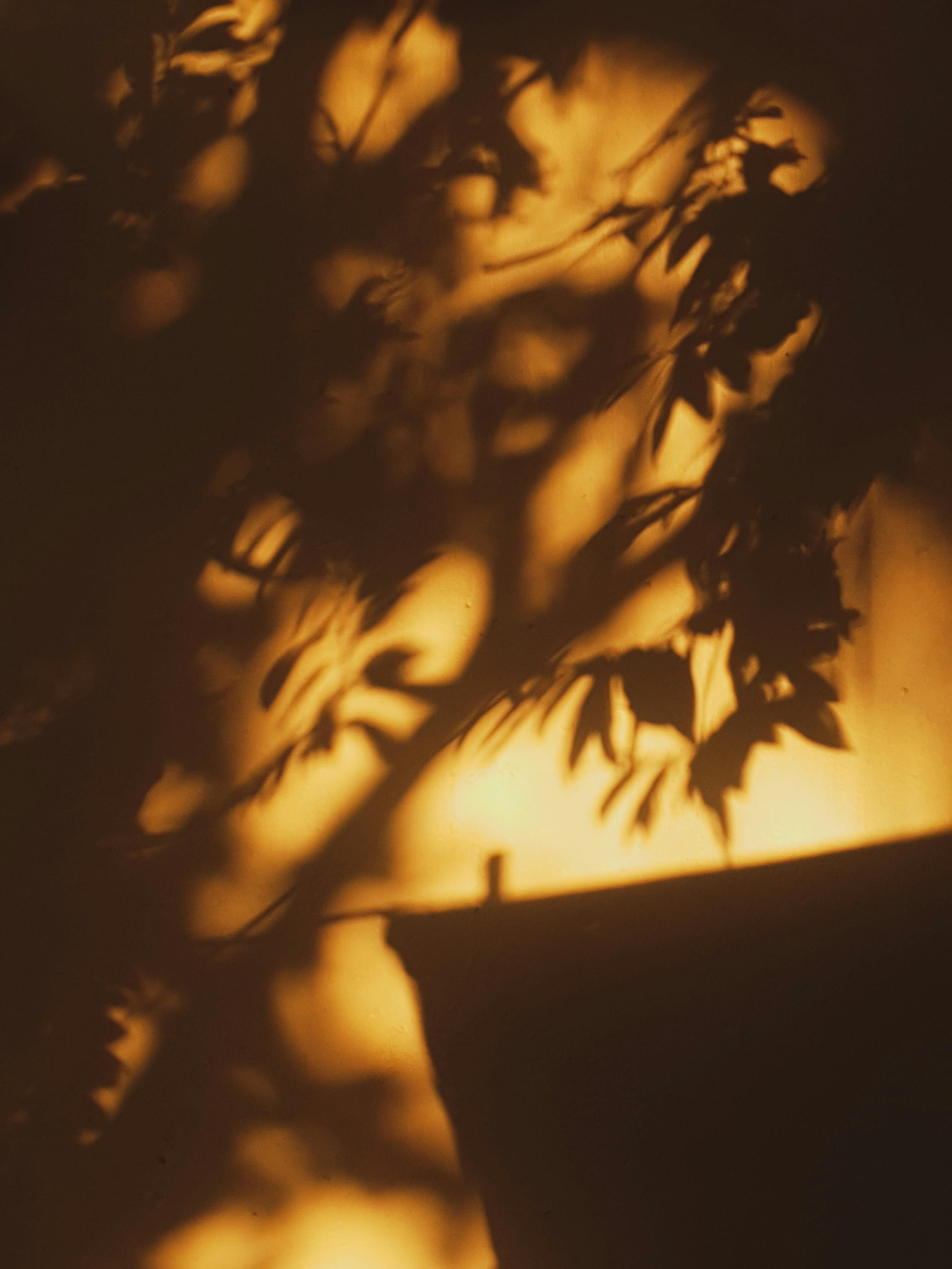 Artistic silhouette of leaves with a warm backlit sunset glow creates an abstract and moody scene.