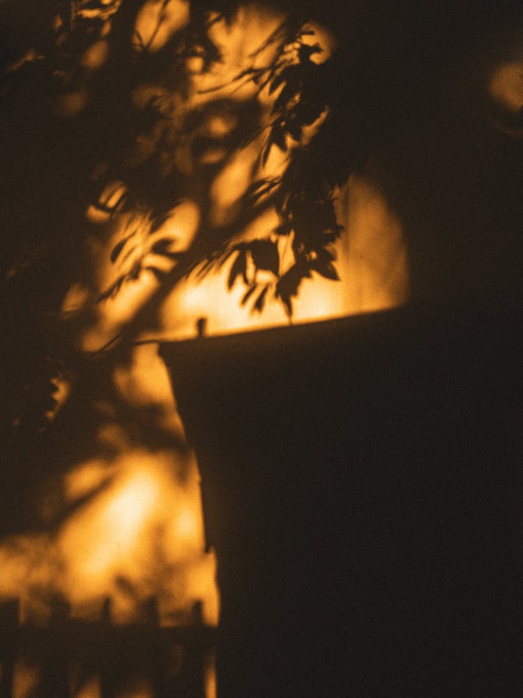 Shadow Of A Tree On The Wall