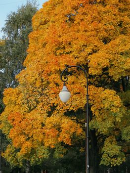 Orange and yellow leaves on a maple tree behind a vintage lamp post in autumn.