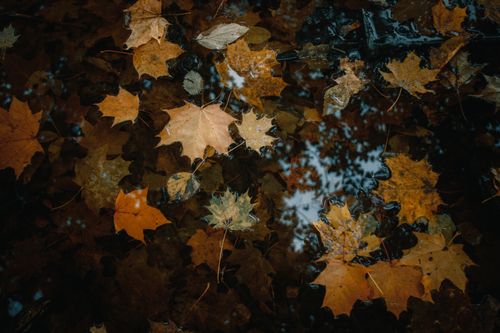 Free Colorful maple leaves in fall captured in a pond, reflecting autumn ambiance. Stock Photo