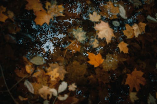 Bezpłatne Darmowe zdjęcie z galerii z jesień, liście, liście klonu Zdjęcie z galerii