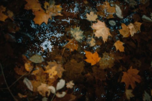 Free A close-up view of autumn leaves floating in a reflective water puddle, capturing the essence of fall. Stock Photo