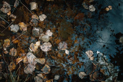 Free Close-up view of fallen autumn leaves reflecting on a calm pond's surface. Stock Photo