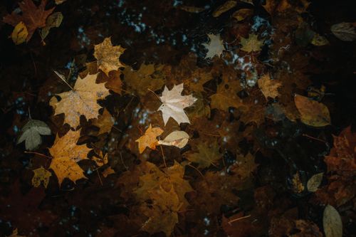 Free Fallen autumn leaves gently float on still water, creating a serene and reflective composition. Stock Photo