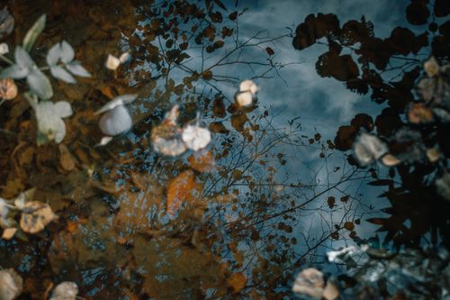 Free Beautiful autumn leaves floating on water with a clear reflection of the sky and branches. Stock Photo