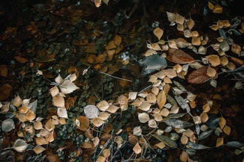 Darmowe zdjęcie z galerii z brązowe liście, czysta woda, jesień