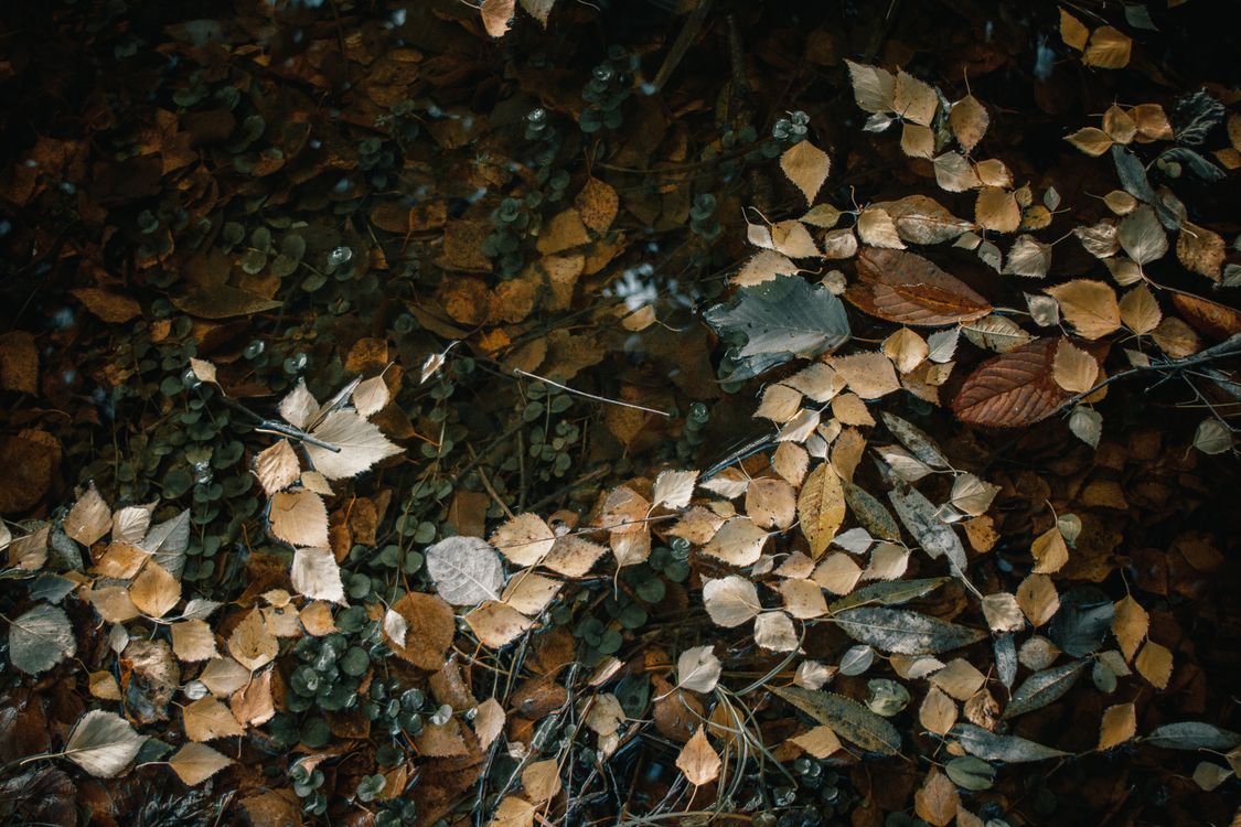 Light Leave Texture Floating Assorted Brown Leaves Floating on Clear Water · Free Stock Photo