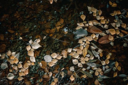 Free Brown and yellow autumn leaves floating gently on clear water, creating a serene and peaceful scene. Stock Photo