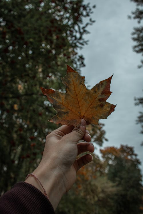 akçaağaç yaprağı, dikey atış, el içeren Ücretsiz stok fotoğraf