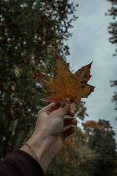A hand holding a dried maple leaf with a backdrop of lush green trees in autumn's embrace.