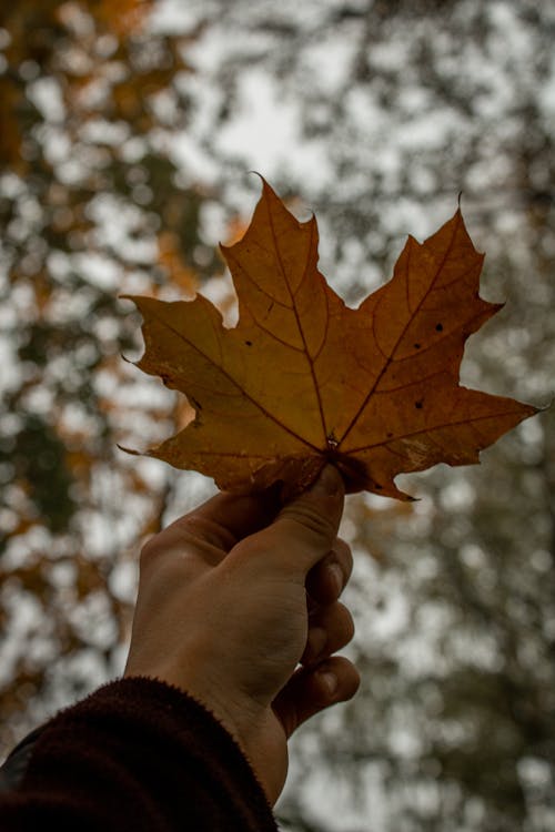 Person Holding Brown Maple Leaf