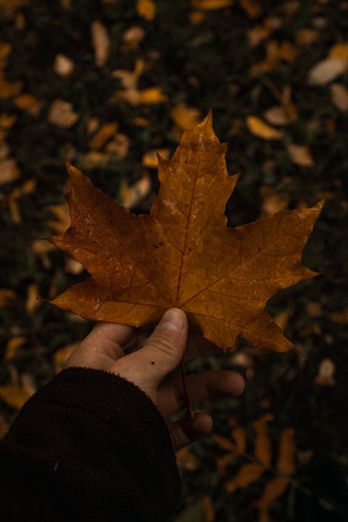 A Person Holding a Dry Maple Leaf