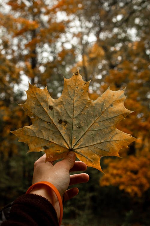 A Hand Holding Dry Maple Leaf 