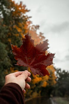 A person holds a red maple leaf with vibrant autumn foliage in the background, showcasing the beauty of fall.