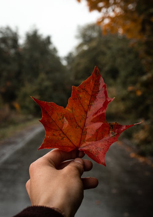 Person Holding Red Maple Leaf
