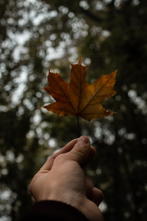 Free A hand holds a dried maple leaf against a blurred forest background. Stock Photo