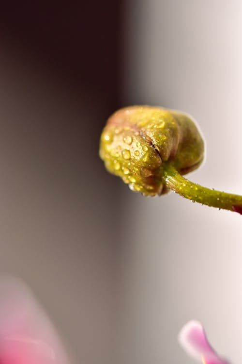 Droplets of Water in Green Flower Bud