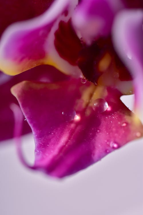 Water Droplets on Petals