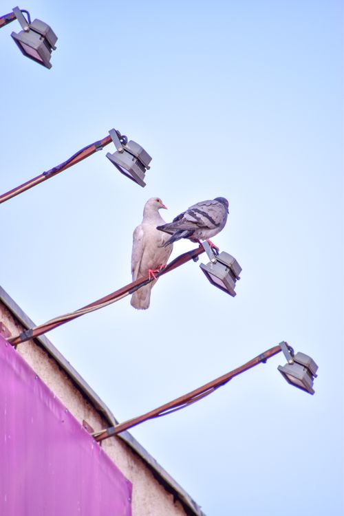 Free Two pigeons resting on lamp posts against a clear blue sky, showcasing urban wildlife. Stock Photo