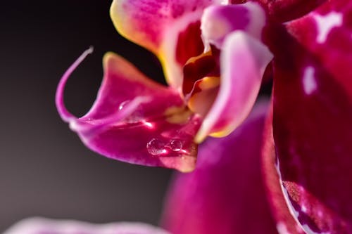 Water Droplets on Purple Flower