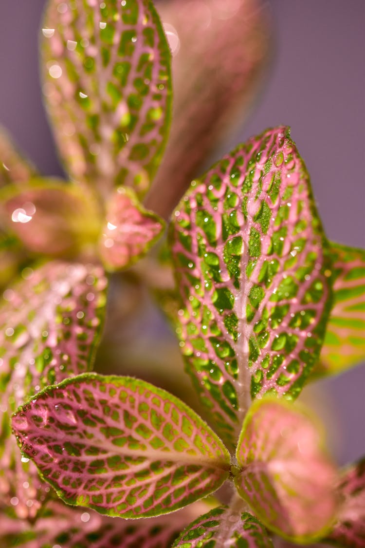 Droplets Of Water On Nerve Plant