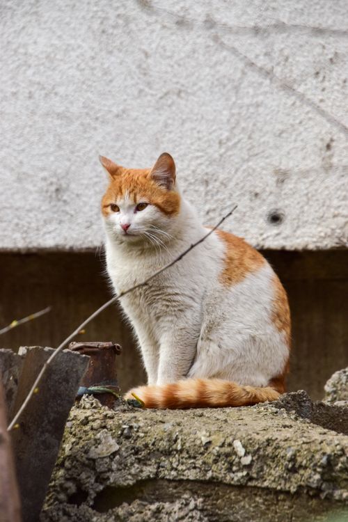 Free A ginger and white tabby cat sits on concrete outdoors, looking alert and curious. Stock Photo