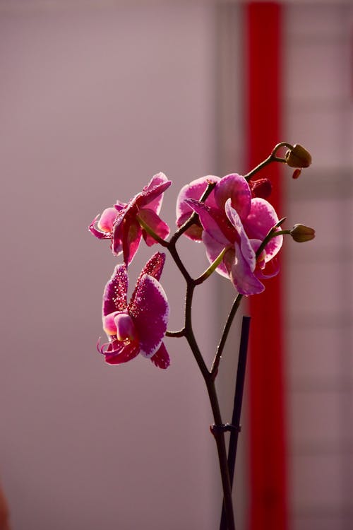 Close Up Photo of Pink Blooming Orchids