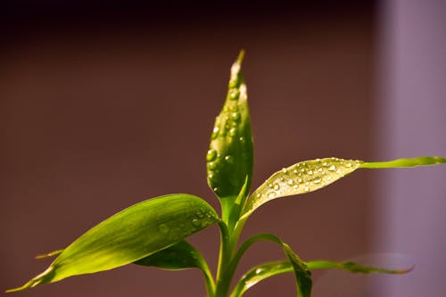 A Plant With Water Droplets 