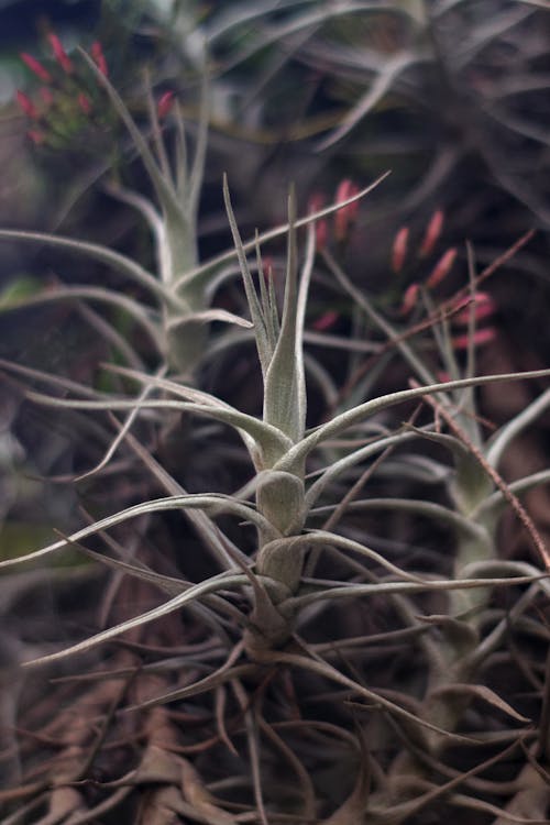 Foto d'estoc gratuïta de brots de flors, gessamí, planta d'aire