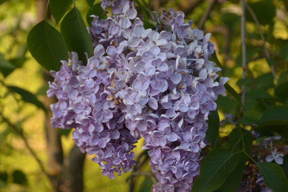 Lilas