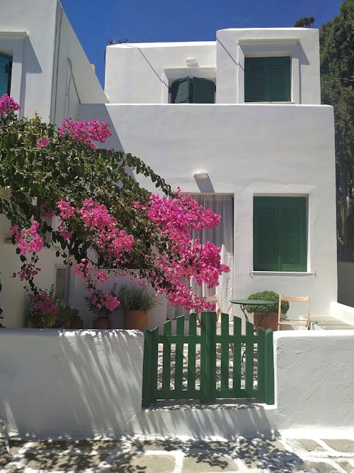 Bougainvillea Flowers on the Garden