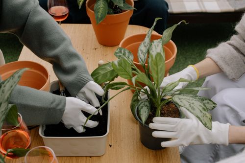 Free Close-up of people planting houseplants indoors, focusing on hands with gloves. Stock Photo