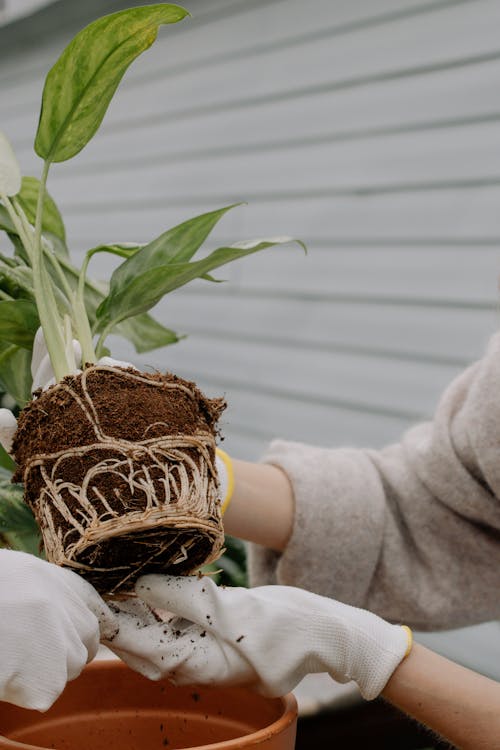 Person Holding Green Plant in Brown Basket