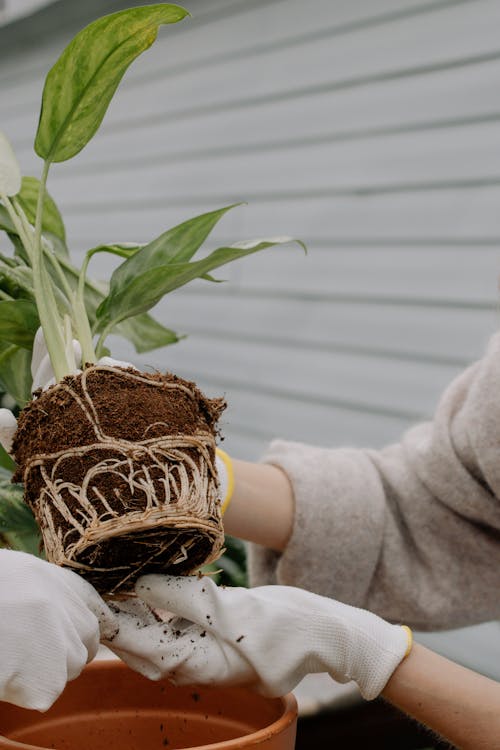 Gardener Holding the Roots of a Plant