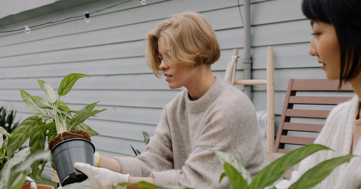 thyme transplanting tips