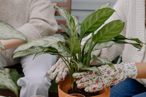 Free Planting Plant in a Pot Stock Photo