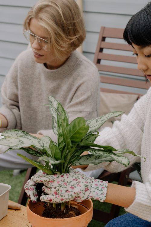 Free Two women enjoying houseplant gardening together indoors in a relaxed setting. Stock Photo