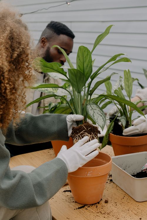Free Two people repotting indoor plants with care and attention on a wooden table. Stock Photo