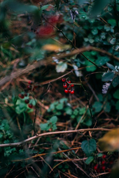 Red Berries