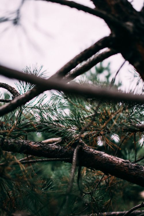 Free Detailed view of pine tree branches showcasing lush needles in natural setting. Stock Photo