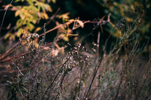 Free Beautiful close-up of dried wildflowers in a field, capturing the warm tones of autumn. Stock Photo