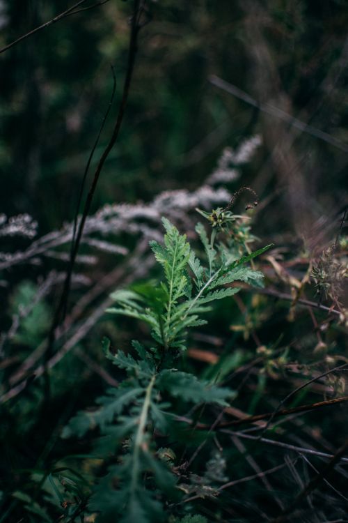Free Close-up of green foliage with a moody autumn vibe in a forest setting. Stock Photo