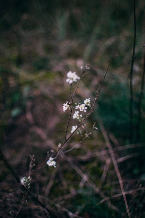 Free Close-up of delicate white blossoms on twigs in a forest setting during spring. Stock Photo