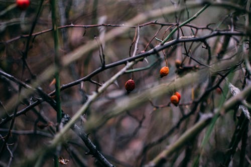 Dry Berries In Close Photography