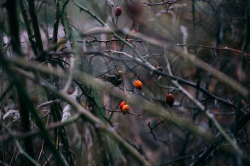 Tree Branches with Dried Fruits