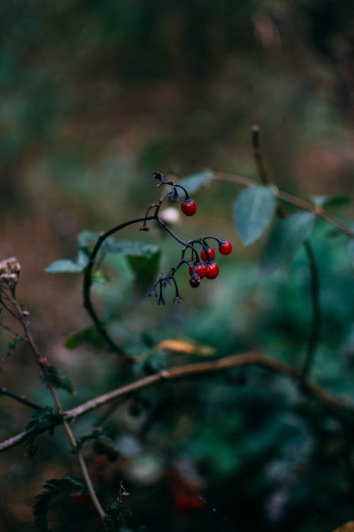 Red Berries on Dry Branches