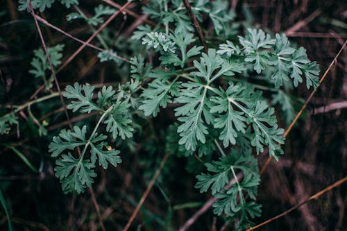 Immagine gratuita di avvicinamento, foglie, fotografia di piante