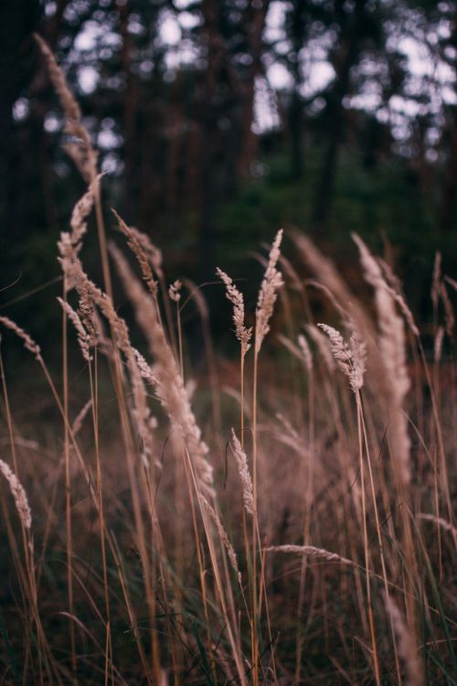 Free A tranquil image of tall grasses swaying in a rural countryside setting, captured in soft lighting. Stock Photo